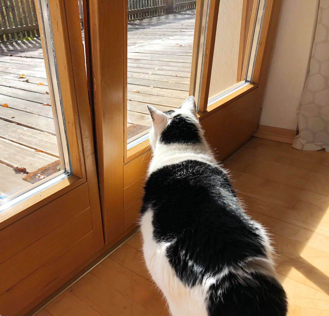 Katze vor Kippfenster