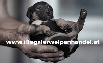 illegaler Welpenhandel